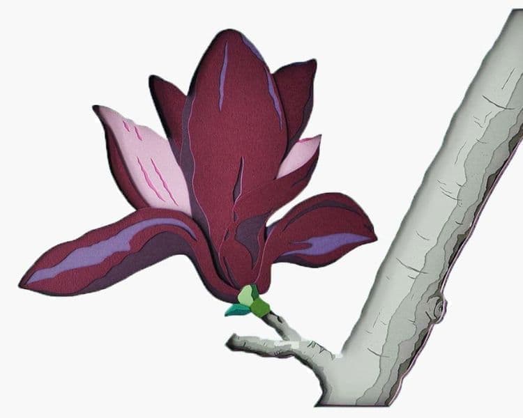 紫木蓮